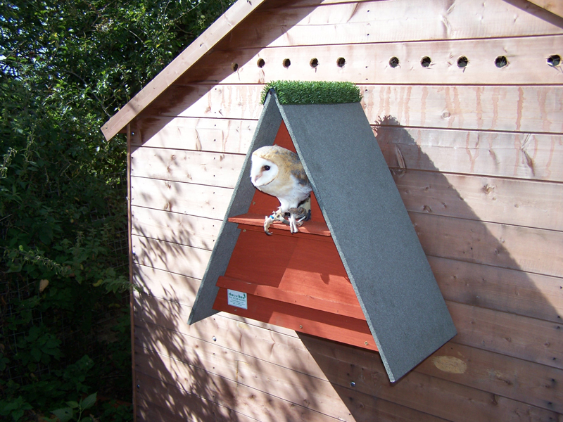owl boxes cedar barn owl box the owl box owl boxes cedar barn owl box the owl box
