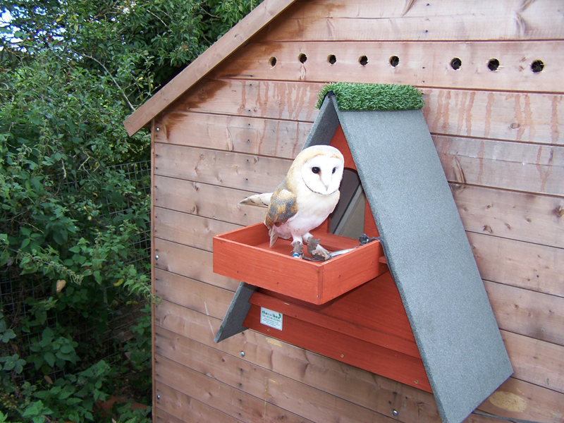 Red Cedar Barn Owl Box w/ Shelf The Owl Box
