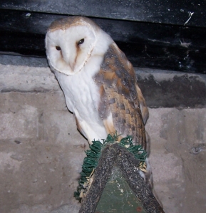 Barn Owl