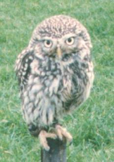 Little Owl