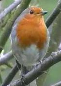 Robin