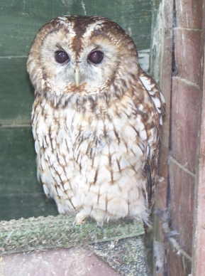 Tawny Owl