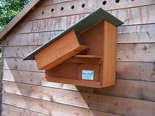 Little Owl Box