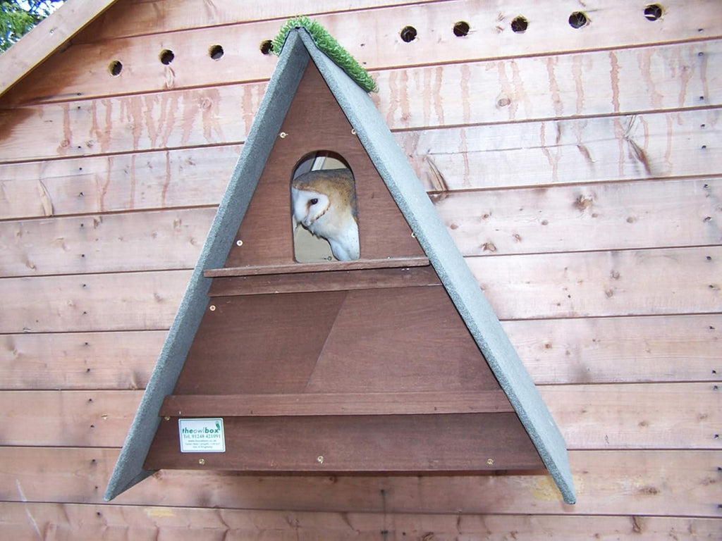 Triangle Barn Owl Box