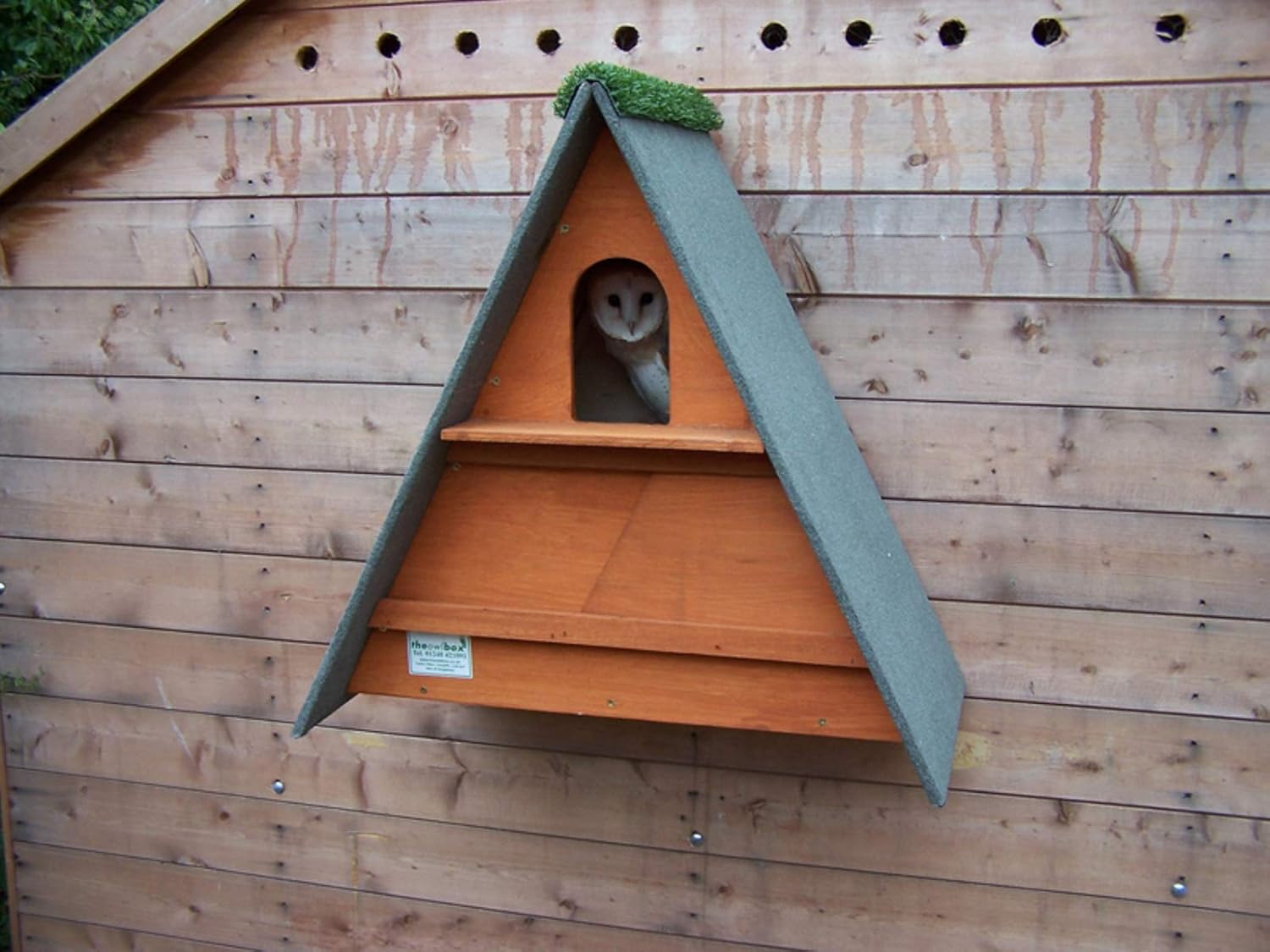 Triangle Barn Owl Box