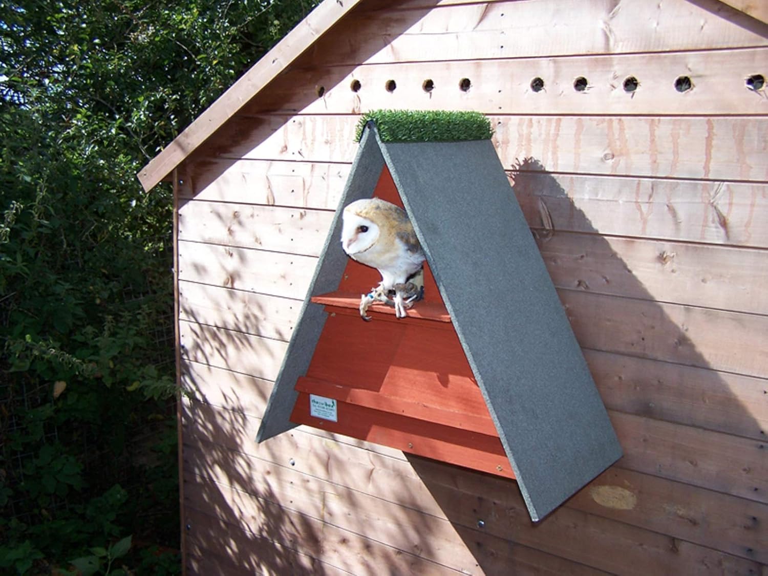 Triangle Barn Owl Box